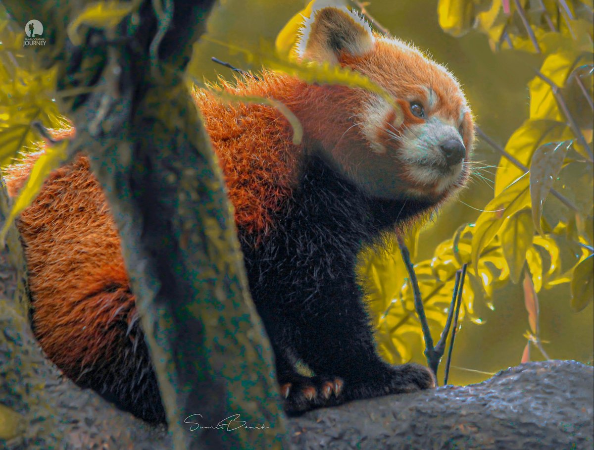 Travelographer1's tweet photo. Looks like Soft CottonBall
Red panda 
This picture has been taken From Eastern Himalaya. (West Bengal)
The red panda (Ailurus fulgens) is a mammal species native to the eastern Himalayas and southwestern China. @Travelographer1 https://t.co/nohc34IJe5