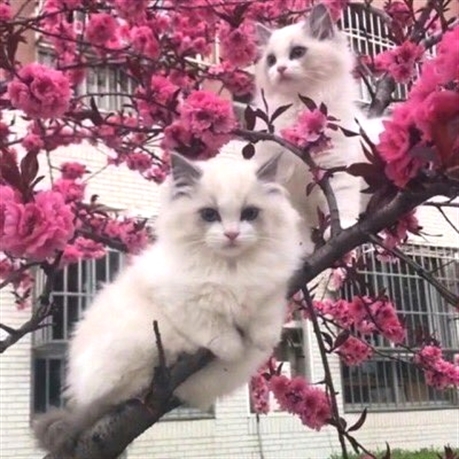 Hey Kitties tweet media