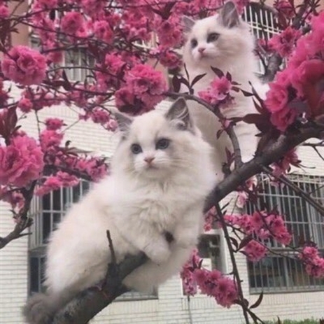 Hey Kitties tweet media
