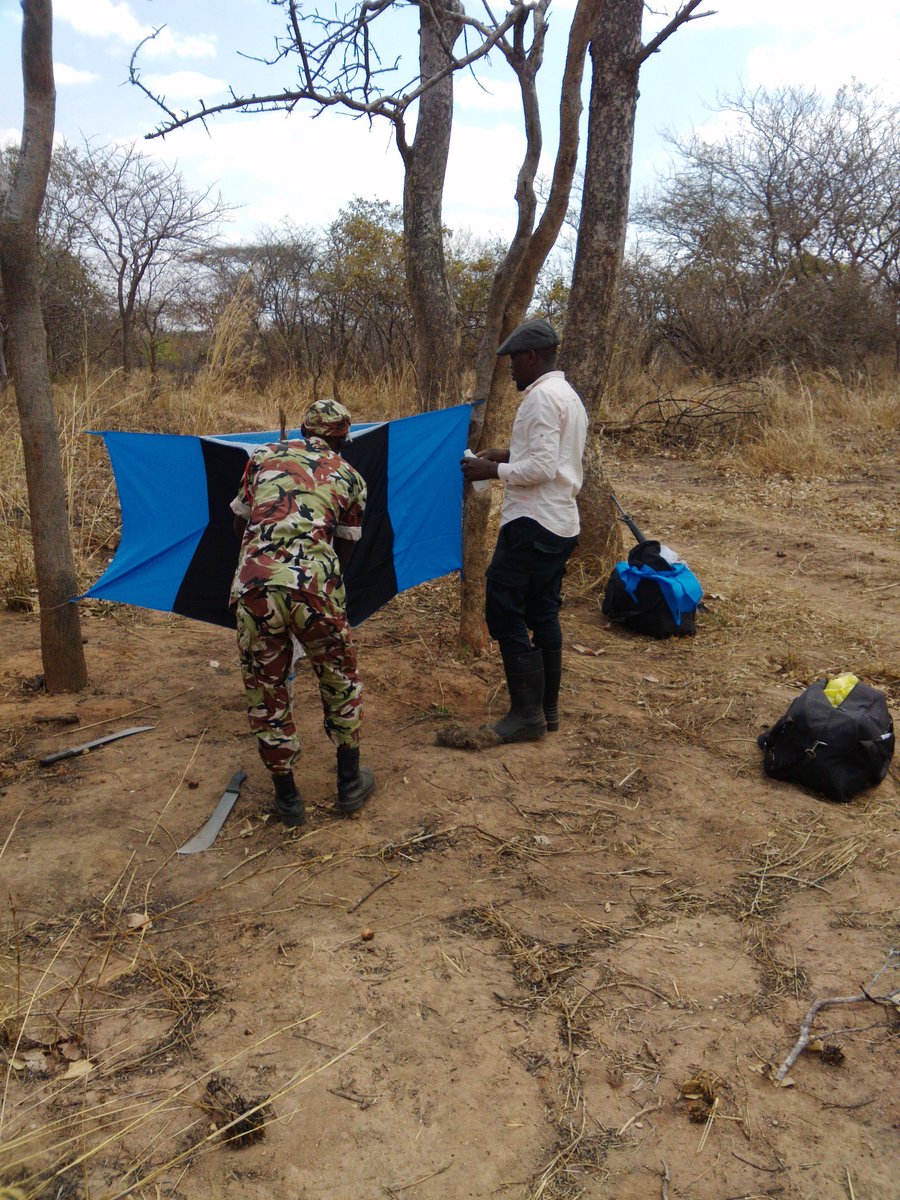 SteveGowelo's tweet photo. @tsetse_org Tsetse collection in Vwaza Marsh Reserve, north Malawi https://t.co/A1gi5CWbGB