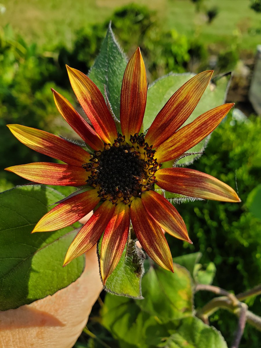 amgorman1's tweet photo. 2 round blooms #Sunflowers https://t.co/rKY0c3jobD