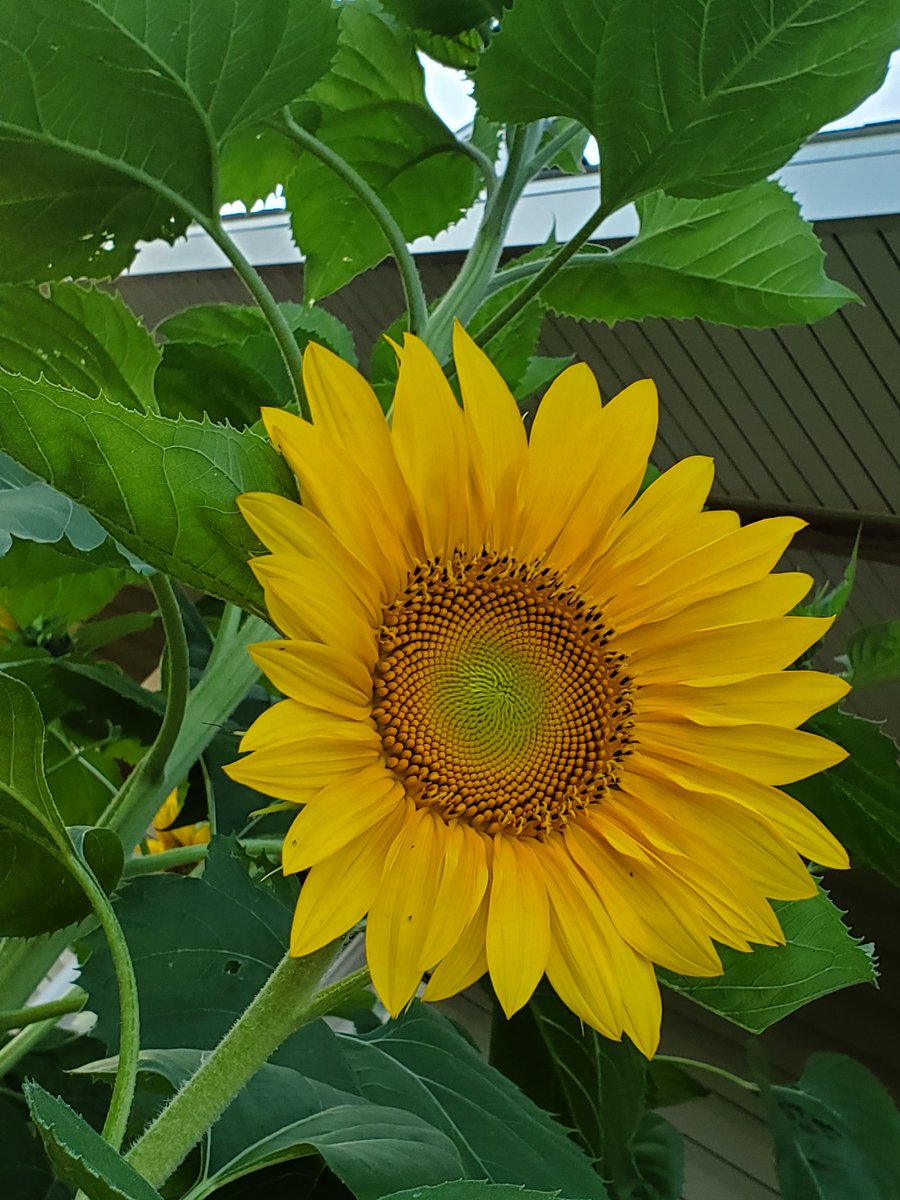 amgorman1's tweet photo. 2 round blooms #Sunflowers https://t.co/rKY0c3jobD