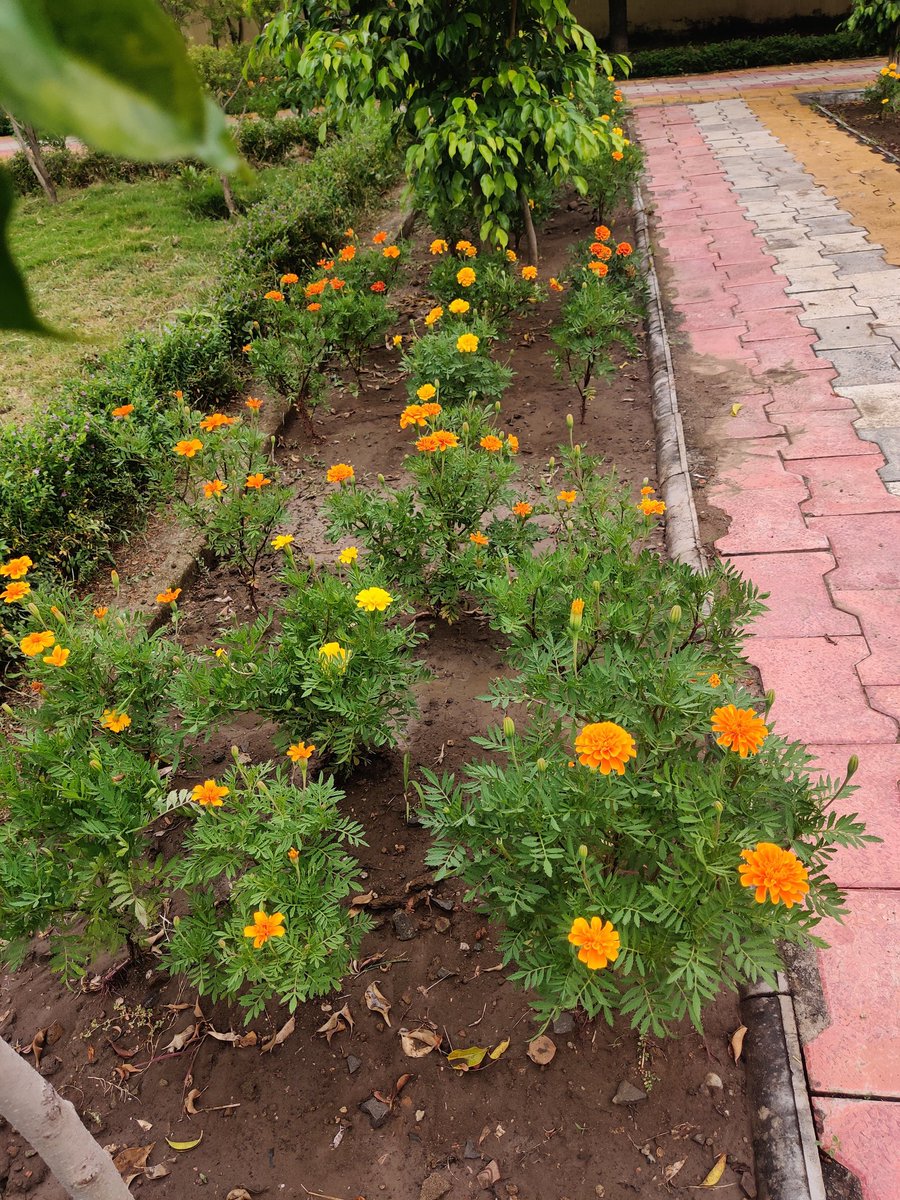Piyushhkg's tweet photo. #Plants4SSR
I planted these plants 20 days ago..
They r blooming now..i dedicate all these plants to our beloved Sushant.
#SSRFAN
@anky1912 @shwetasinghkirt @biharigurl @PoddarVaishali @TajinderBagga @Army_brat1 @UnbiasedSecular https://t.co/WxBNpnn8nD