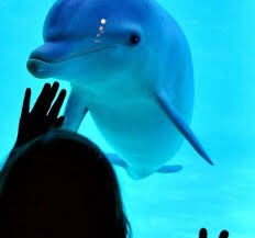 1/2 パブリックディスプレイ施設は、飼育下の海洋哺乳類を厳しい自然環境から保護する ことにより、生活を向上させると主張している。だが、このような過酷な環境を乗り切るた めに海洋哺乳類が物理的および行動的に進化したことは真実である 。