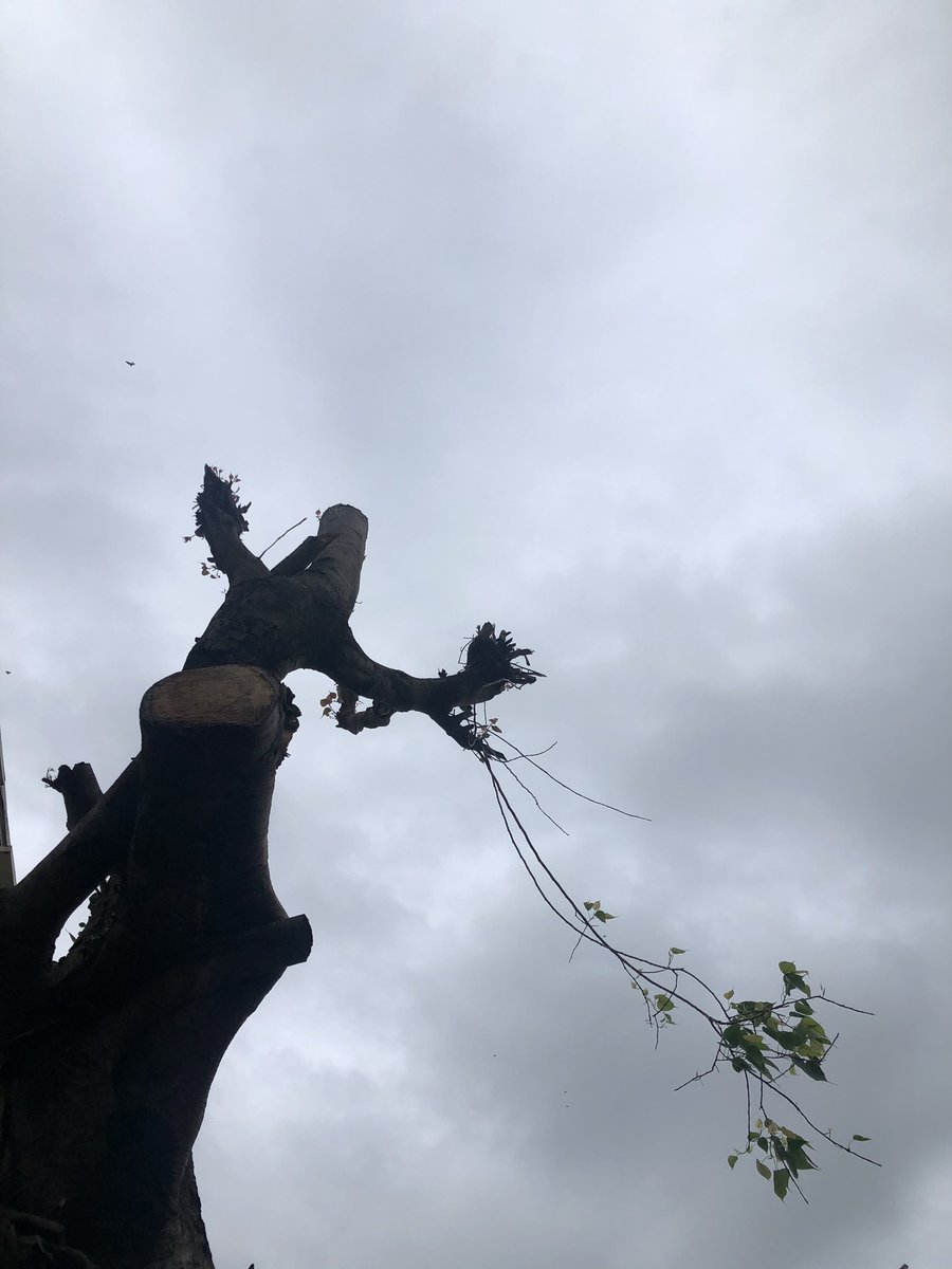 chetanmehra's tweet photo. Green shoots from a long lost tree 🌲... am confident we will all similarly emerge revitalised from our current pandemic ordeal.... soon!! https://t.co/JyF3UPmsNZ