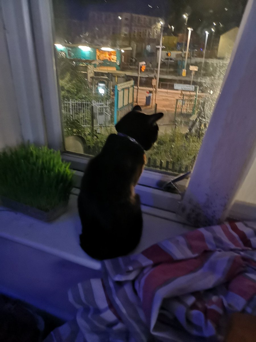 paws_sir's tweet photo. 6am and all is well in my domain. Need to keep a close eye on the hoomans.
#paws4overlord #fluffywrath #BlackCat #peoplewatching #watching #catsofquarantine https://t.co/zpoRokH3WF