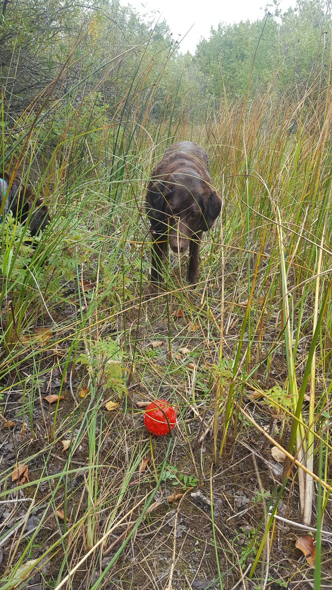 Angel Grace the red dogg tweet media