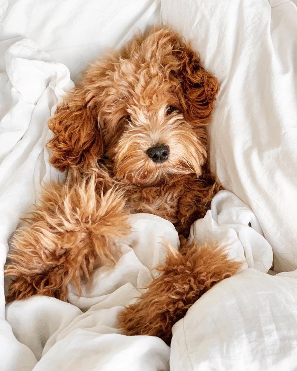 scentaddicthq's tweet photo. Our plans, every. Single. Sunday. π
#scentaddict #cavoodlelove #sleepysundays #howtospendsunday #sundayfeels #thebestfeeling #stayinginbed #bedday #stayingcosy #notgoingtomove #chilledsunday #cavoodle #cavoodlesofinstagram #cavoodlepuppy #cavoodlegram #cavoodlelife https://t.co/UGzd4EW8e4