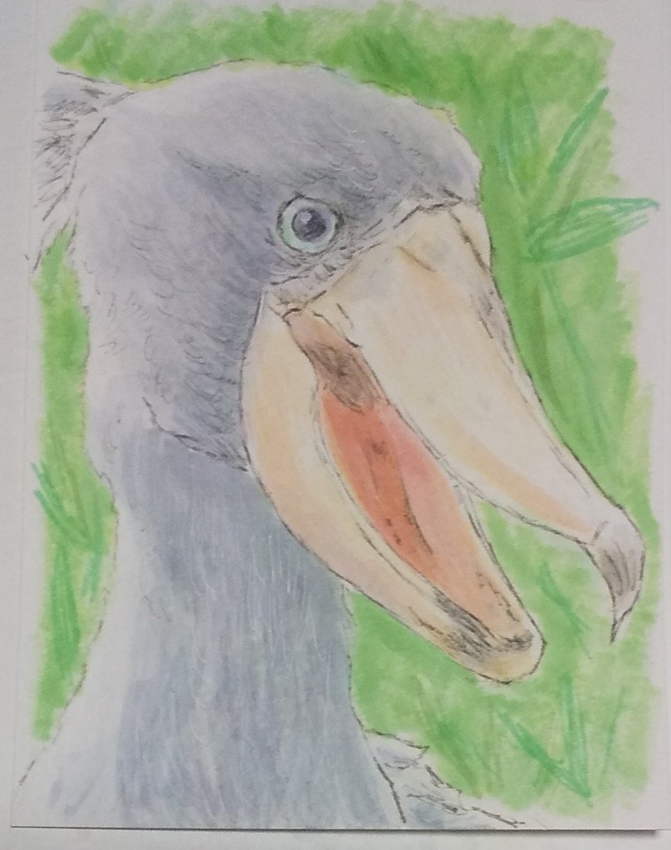 Twoucan ハシビロコウ の注目ツイート イラスト マンガ コスプレ モデル