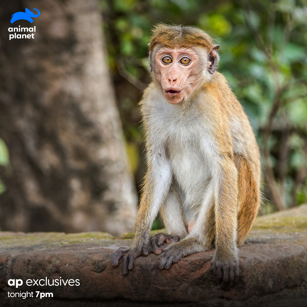 Animal Planet India on Twitter: Animal Planet India on Twitter: