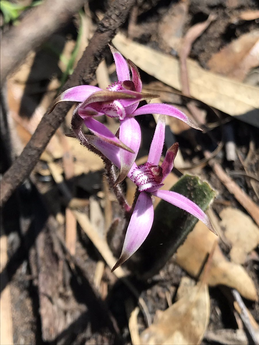 SSounness's tweet photo. Life after the bushfire is amazing! #StirlingRangeWA #wildflowers #nativeorchids https://t.co/MY3YPdprHl