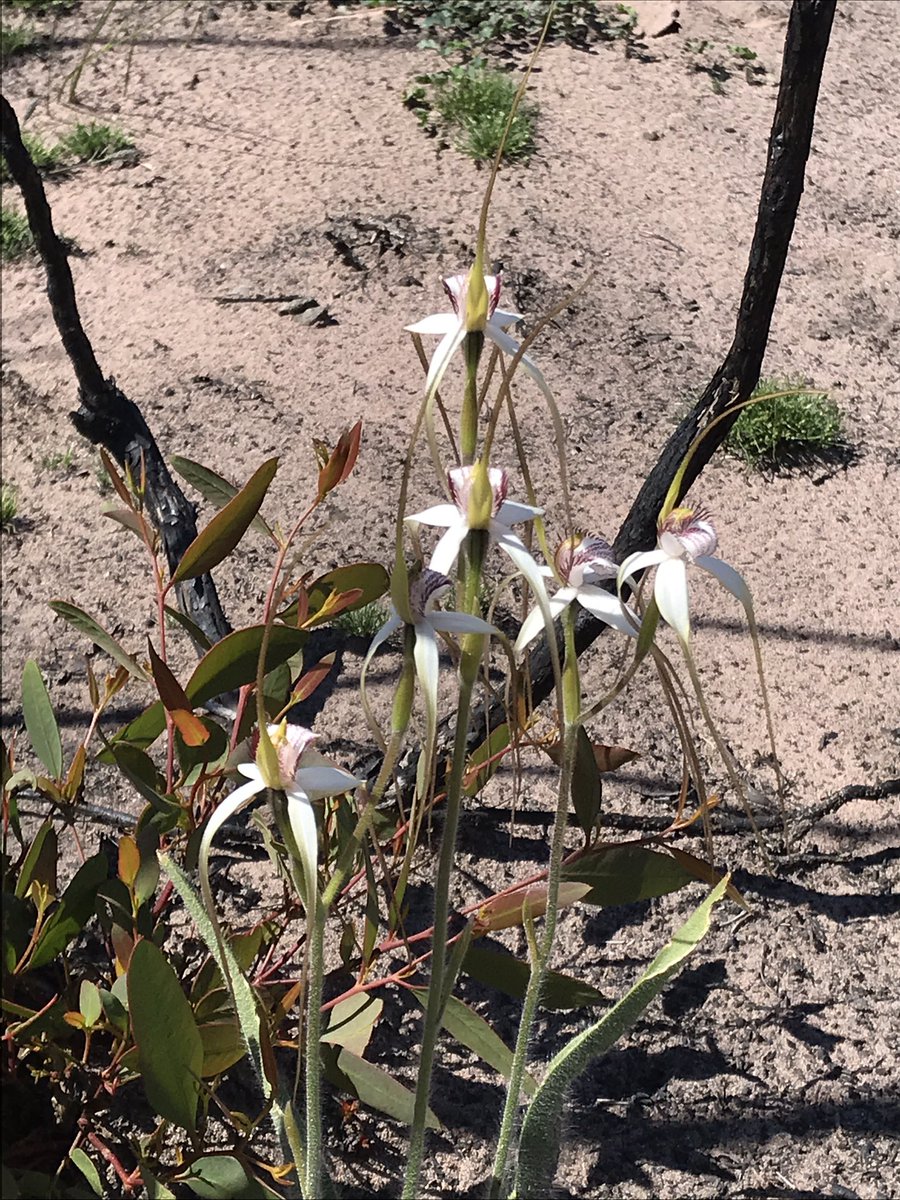 SSounness's tweet photo. Life after the bushfire is amazing! #StirlingRangeWA #wildflowers #nativeorchids https://t.co/MY3YPdprHl