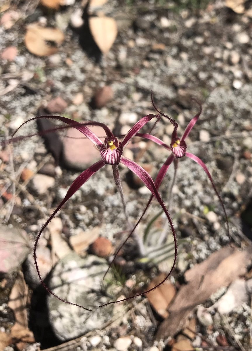 SSounness's tweet photo. Life after the bushfire is amazing! #StirlingRangeWA #wildflowers #nativeorchids https://t.co/MY3YPdprHl