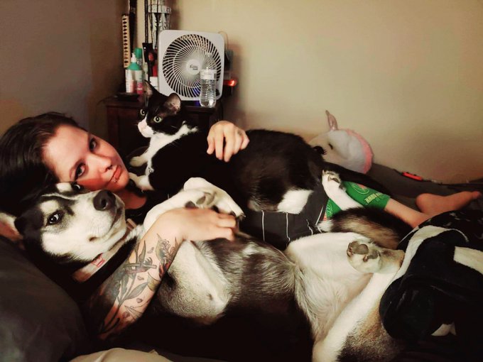 Look at how fat this cat is 😂😂😂 https://t.co/PgD3YijIyI