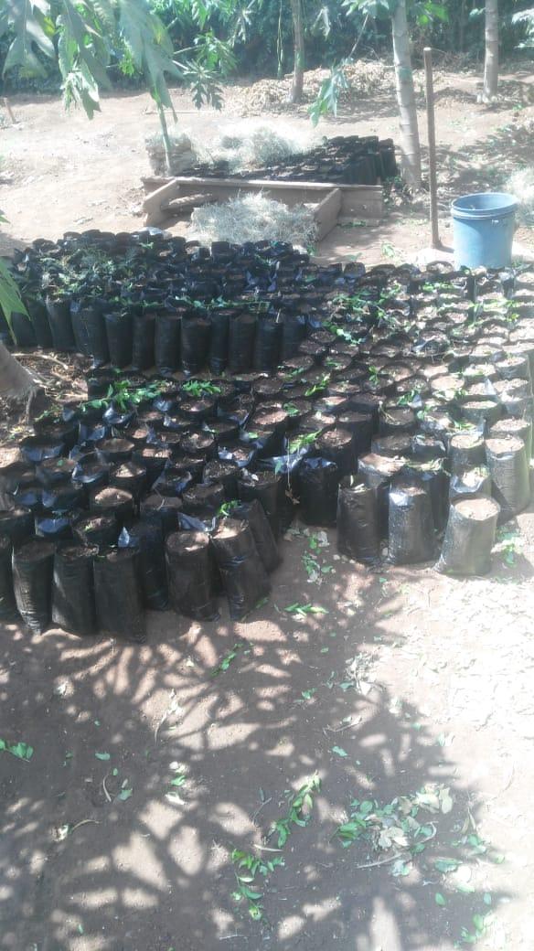 KingaGadson's tweet photo. There is no greater satisfaction when your doing what you love than seeing smiles and appreciation from the community.
#changeishere #empowerment #itsourlife
Adopt a Hive program and Orchards for schools is the next big thing. Pamoja tunasonga. @HappyCommunityK https://t.co/hQKNrs7Jfh