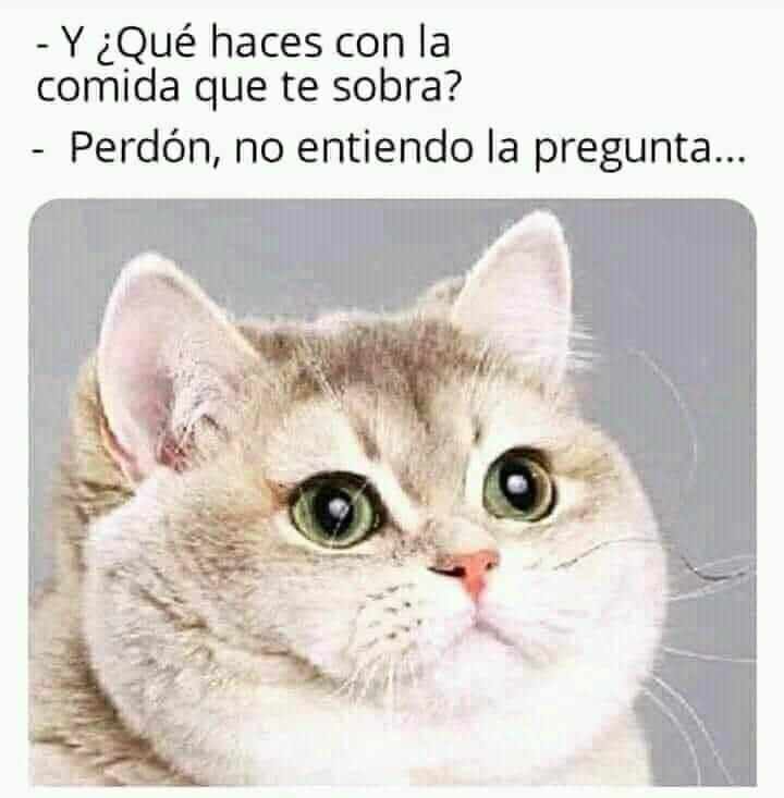 DarkGgo's tweet photo. Realmente no entiendo la pregunta... #modoengordacion #memes #crafteandomemes #humorn #lol #gordo #redondo #memesdaily #memesespañol #darkggo https://t.co/9vBnBvJkem