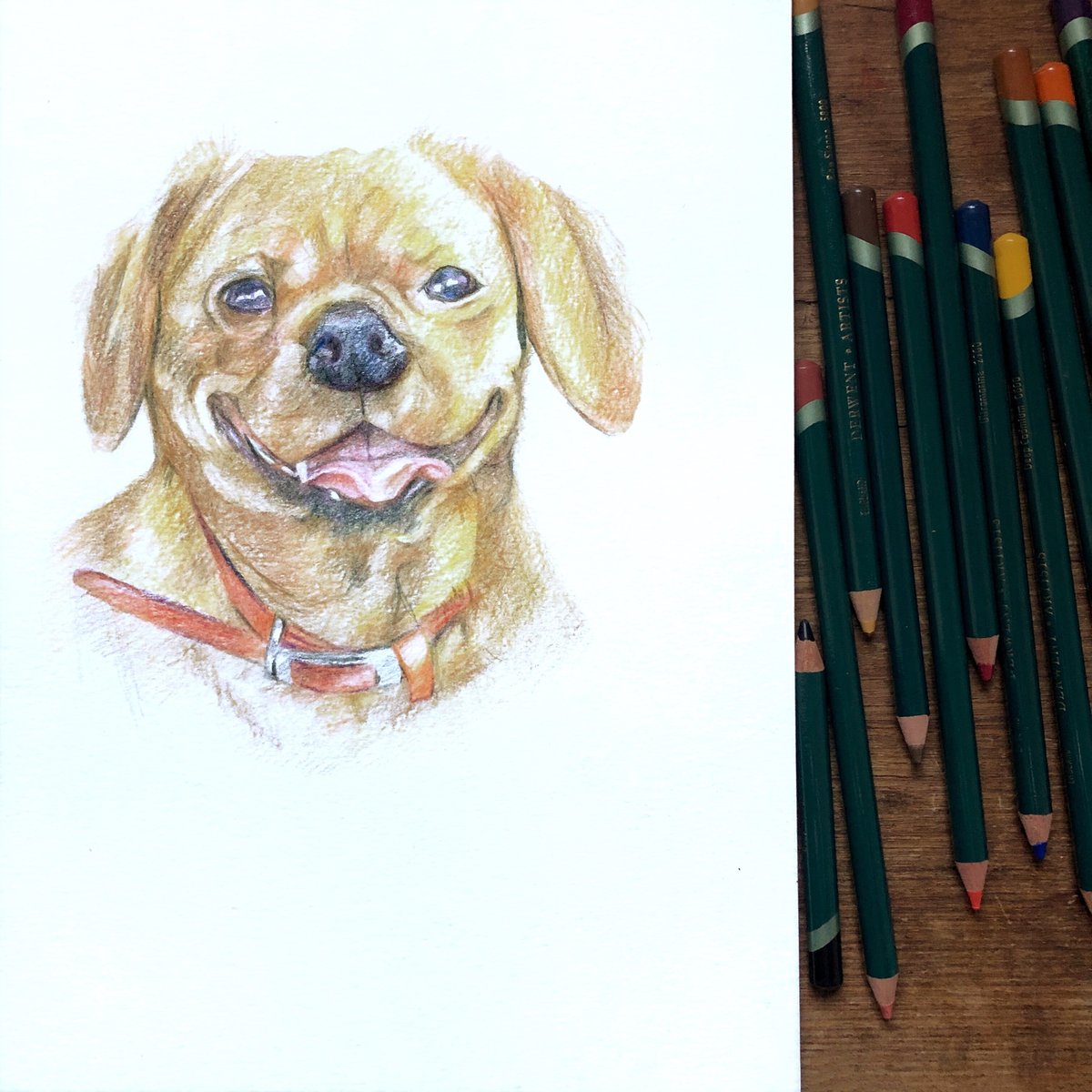 amelia_lugg's tweet photo. CHEESE 🧀 
.
.
.
#illustration #art #portrait #pet #animals #design #drawing #sketch https://t.co/Le92yD8Arw
