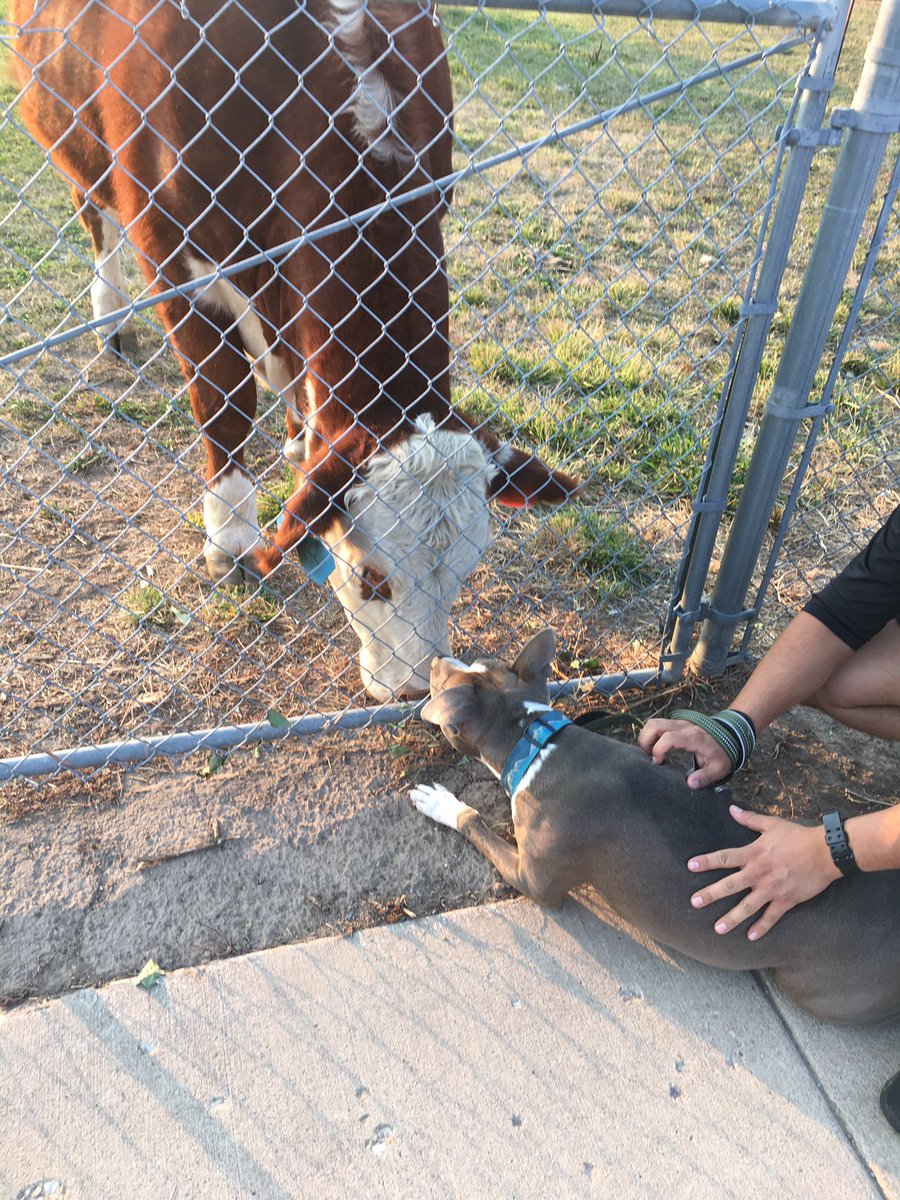 ayeitshannahj's tweet photo. Hi. My dog is now best friends with our cow neighbors down the block. That’s all have a great day. https://t.co/CMgymf6hny