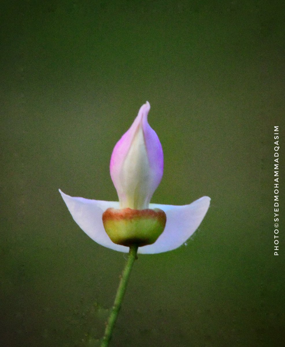 TreesDelhi's tweet photo. Karanj/PongamiaPinnata is flowering in https://t.co/K47vwIAHiB is applied on cuts&wounds for healing.Karanj oil cures https://t.co/ph0qulVmGD SouthIndia stems are used as tooth brush.Bathing with leaf infusion reduces pain&inflammation
#StoriesOfTreesOfDelhi #DelhiTreeWalks https://t.co/xTJZdleAeJ