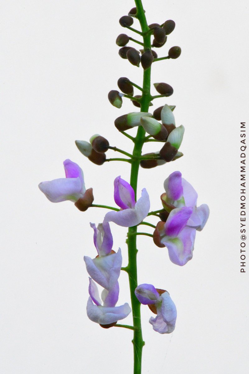 TreesDelhi's tweet photo. Karanj/PongamiaPinnata is flowering in https://t.co/K47vwIAHiB is applied on cuts&wounds for healing.Karanj oil cures https://t.co/ph0qulVmGD SouthIndia stems are used as tooth brush.Bathing with leaf infusion reduces pain&inflammation
#StoriesOfTreesOfDelhi #DelhiTreeWalks https://t.co/xTJZdleAeJ