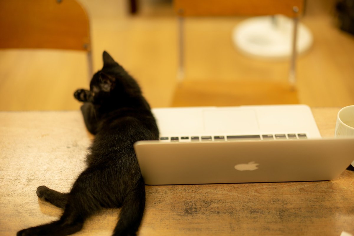 O Xrhsths Forema Sto Twitter 猫社員さん勤務中の景色 仕事しろ 黒猫