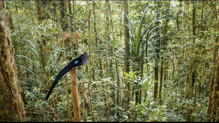 mygxjolie's tweet photo. black sicklebill. the show stopper
#birdsofparadise #dancingwiththebirds https://t.co/qVdxIERW5n