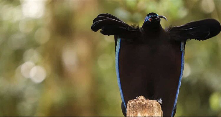 mygxjolie's tweet photo. black sicklebill. the show stopper
#birdsofparadise #dancingwiththebirds https://t.co/qVdxIERW5n