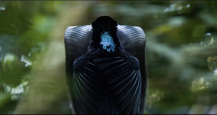 mygxjolie's tweet photo. black sicklebill. the show stopper
#birdsofparadise #dancingwiththebirds https://t.co/qVdxIERW5n