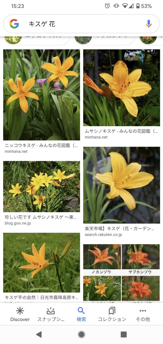 無季 推し事したい Pa Twitter キスゲとかカンゾウとかイメージに近いものがあるかも 色が黄色じゃないですが花弁4枚で片側だけだとクレオメという花が出てきました