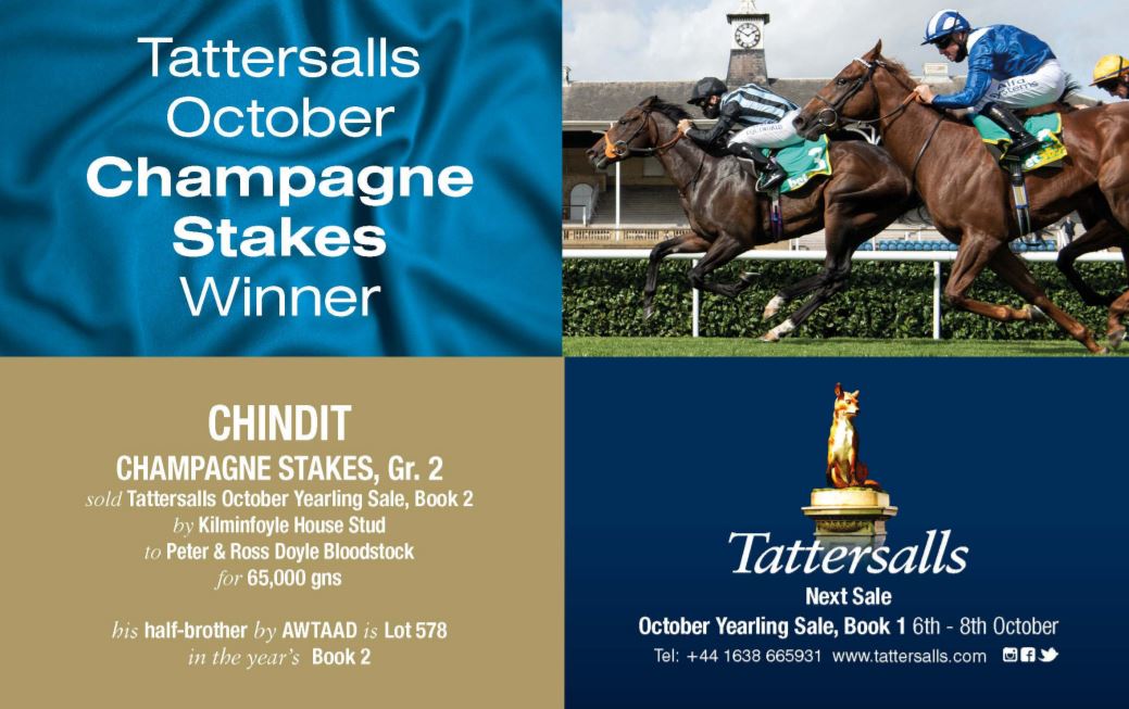TDN (@thetdn) on Twitter photo Chindit, winner of the Group 2 Champagne Stakes, was sold <a href="/Tattersalls1766/">Tattersalls</a> October Yearling Sale, Book 2 by Kilminfoyle House Stud to <a href="/Doyle_Racing/">Doyle Racing</a>. Chindit, winner of the Group 2 Champagne Stakes, was sold <a href="/Tattersalls1766/">Tattersalls</a> October Yearling Sale, Book 2 by Kilminfoyle House Stud to <a href="/Doyle_Racing/">Doyle Racing</a>.