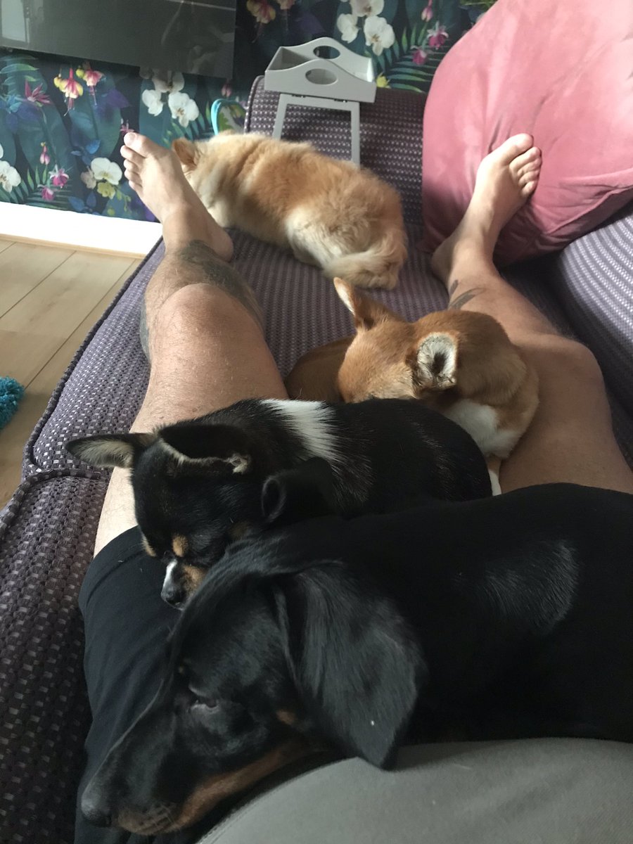 Current situation , where me dog dem am helping me with a bit of a hangover !!! 🐕💦🤢