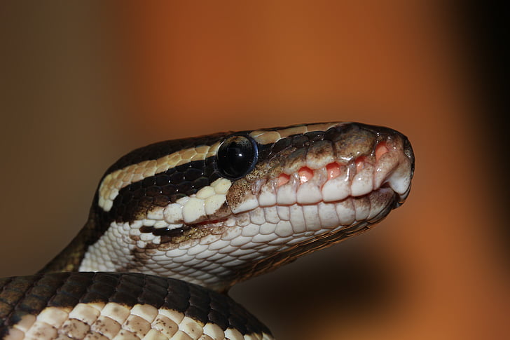 A 62-year-old python at the St Louis Zoo has recently laid seven eggs, despite not having been near a male since at least the early 1990s.