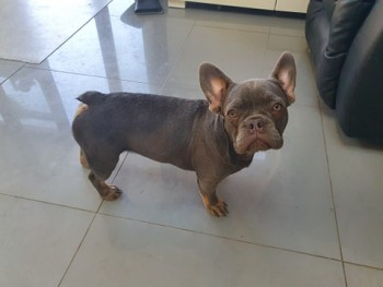 millypod1's tweet photo. 🆘#Lost #STOLEN?? #ScanMe PLEASE SHARE.
2 YOUNG French Bulldog Females 
Believed Stolen from the garden 😢
#GoodEaster #Chelmsford #Essex #CM1 
SIGHTINGS PLZ ☎️07599 518840
https://t.co/gPP1ti4AaL
https://t.co/3D30ZIotr5 https://t.co/Ju7qugOjxe