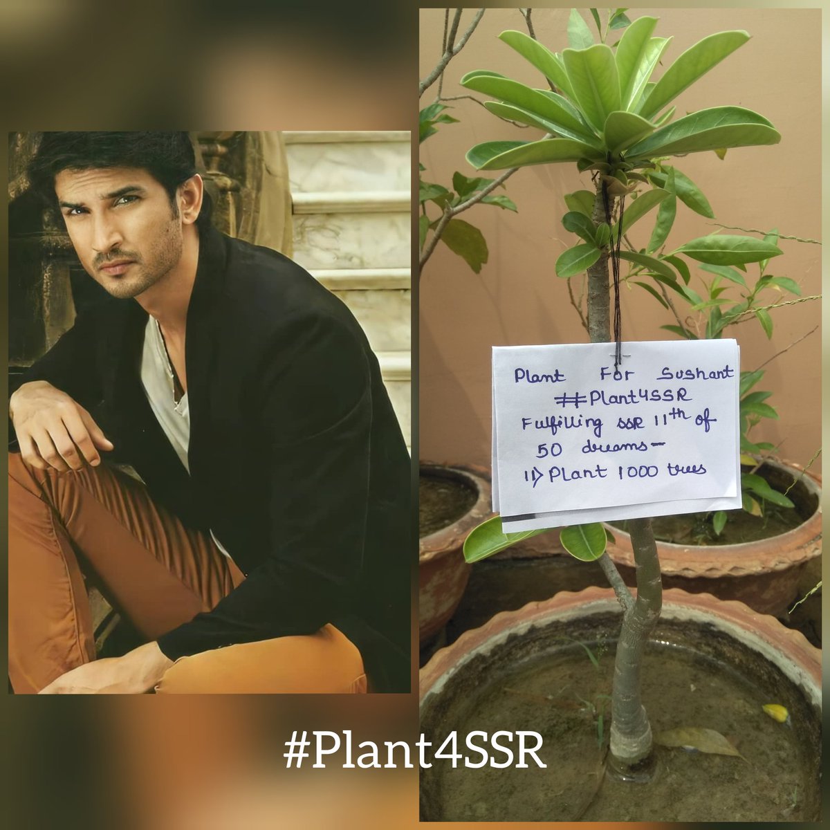 SSR_fanpage_'s tweet photo. #Plants4SSR https://t.co/ID9yjdcq8P
