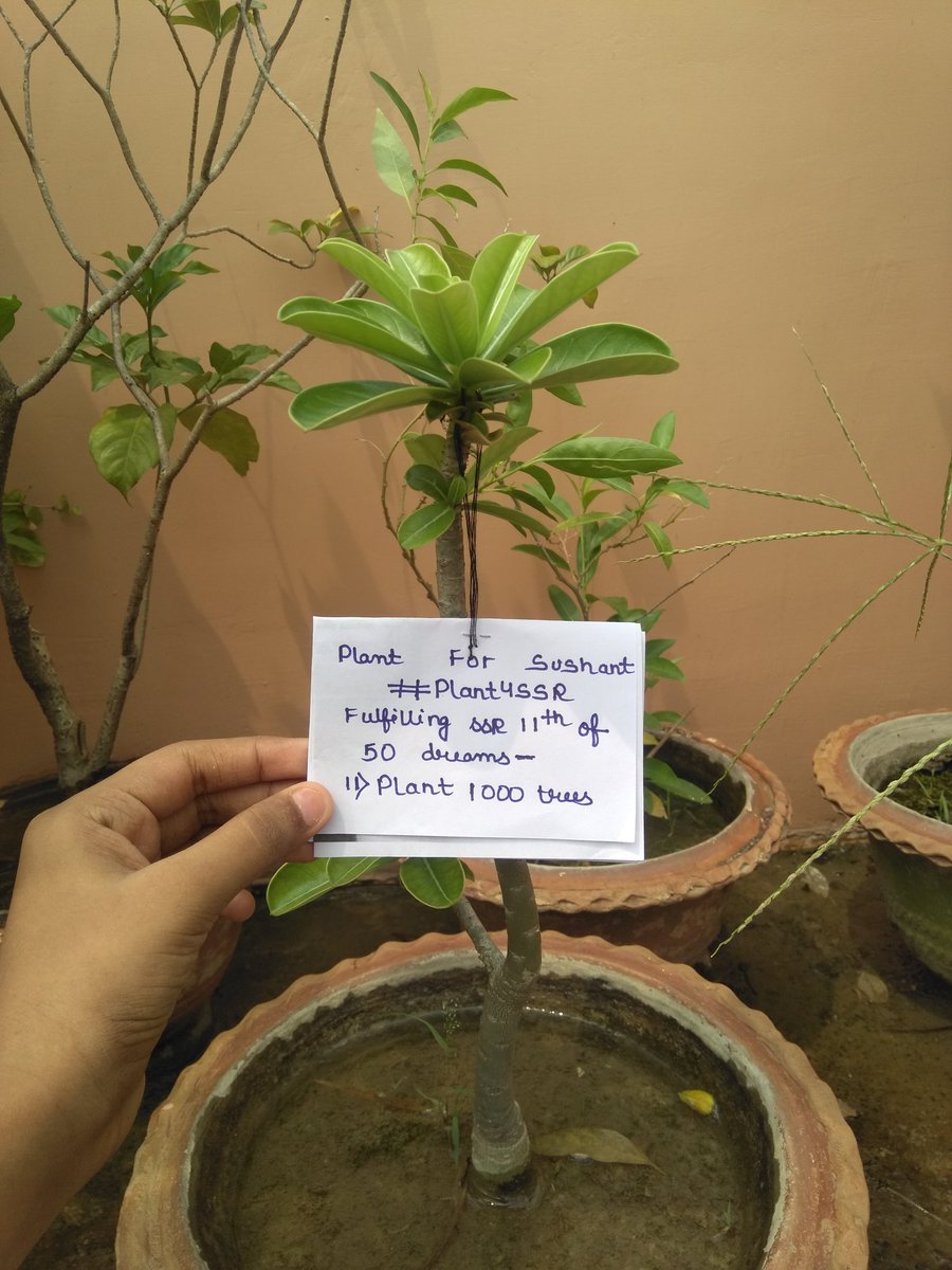 SSR_fanpage_'s tweet photo. #Plants4SSR https://t.co/ID9yjdcq8P