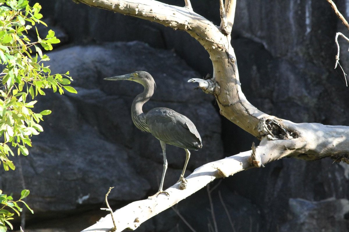 BirdLifeTopEnd's tweet photo. A Great-billed Heron in Katherine Gorge during the #KatherineBirdFestival https://t.co/Apgigd6is2