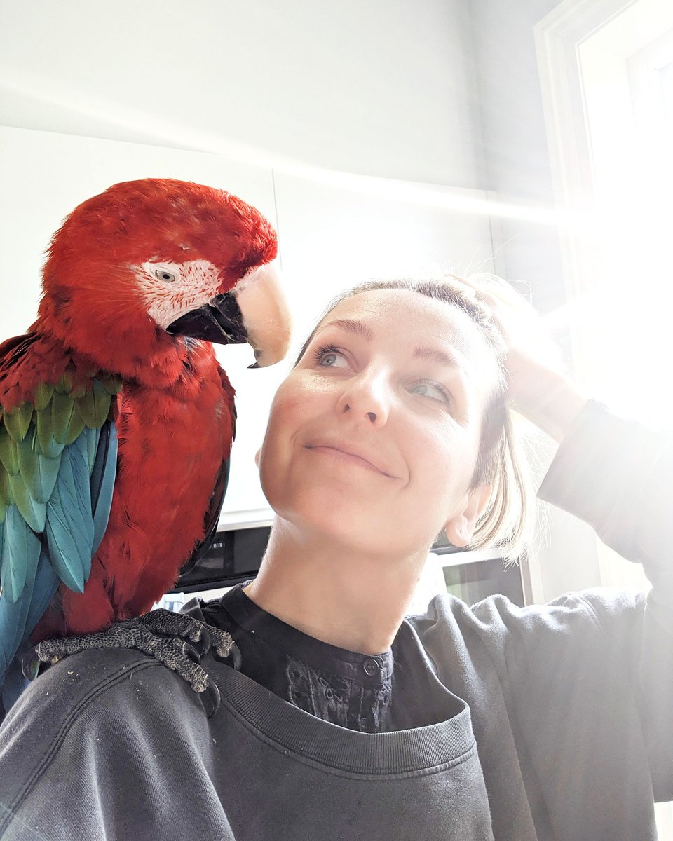 thealcoholspell's tweet photo. Happy hangover free Sunday folks. From me and Atticus Macaw. ❤️ #RecoveryMonth #alcoholfree #SoberLiving https://t.co/hANeLHHZlu