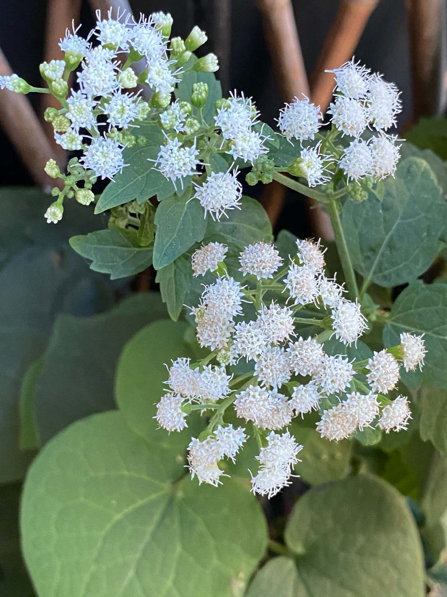 alaindelavie's tweet photo. Eupatorium ‘Lucky Melody’ sur mon balcon parisien #fleurs #été2020 #balcon #balcon2020
https://t.co/nNNWm836cG https://t.co/k2Jturf03w