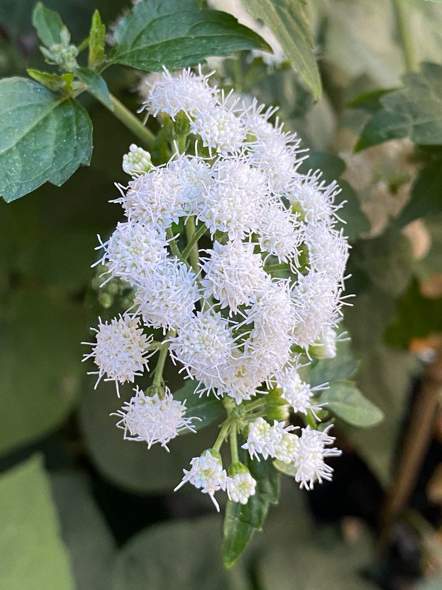 alaindelavie's tweet photo. Eupatorium ‘Lucky Melody’ sur mon balcon parisien #fleurs #été2020 #balcon #balcon2020
https://t.co/nNNWm836cG https://t.co/k2Jturf03w