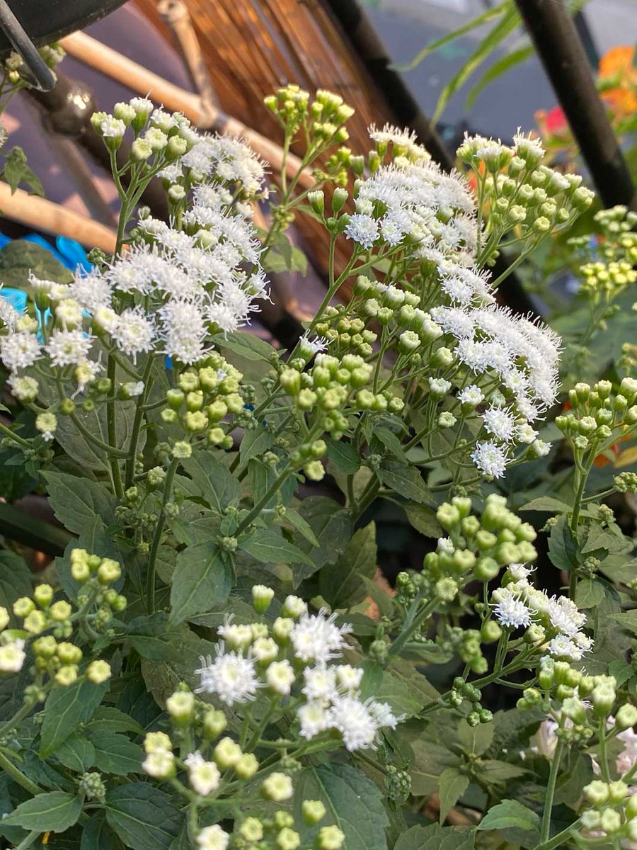 alaindelavie's tweet photo. Eupatorium ‘Lucky Melody’ sur mon balcon parisien #fleurs #été2020 #balcon #balcon2020
https://t.co/nNNWm836cG https://t.co/k2Jturf03w