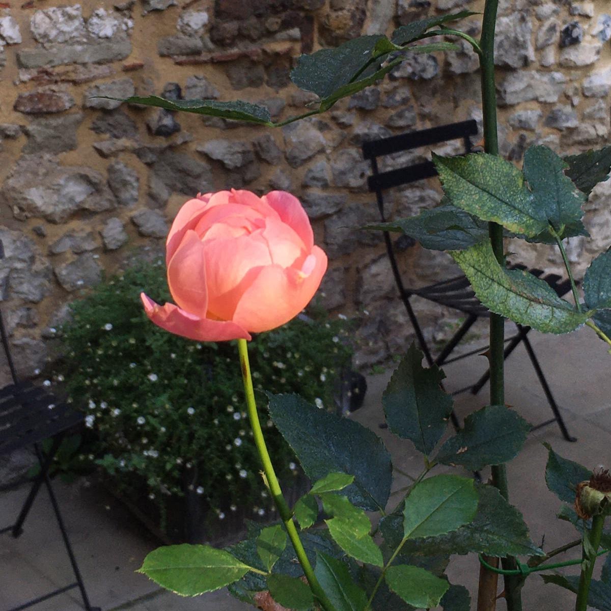 The St Ethelburga's rose in full bloom. Introduced in 2003 and named after our centre, this #rose has blossomed in our courtyard #garden ever since. #protectthesacred #venuehire #hybridevents #Londonvenue #covidsecurevenue #venue #cityoflondon #regeneration #beauty