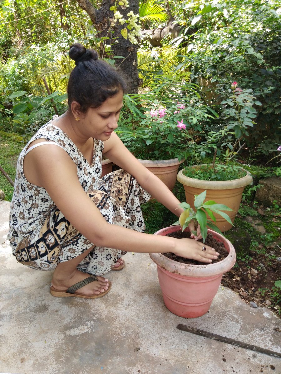 PreetiTesha's tweet photo. Planting lichi tree with my dad, when this tree will glow it will give sweet lichis which will be as sweet as SSR beautiful thoughts. @nilotpalm3 Ji @shwetasinghkirt Di #Plants4SSR Fighting for truth, standing for truth, standing for my brother SSR. https://t.co/1jevOFeNCD