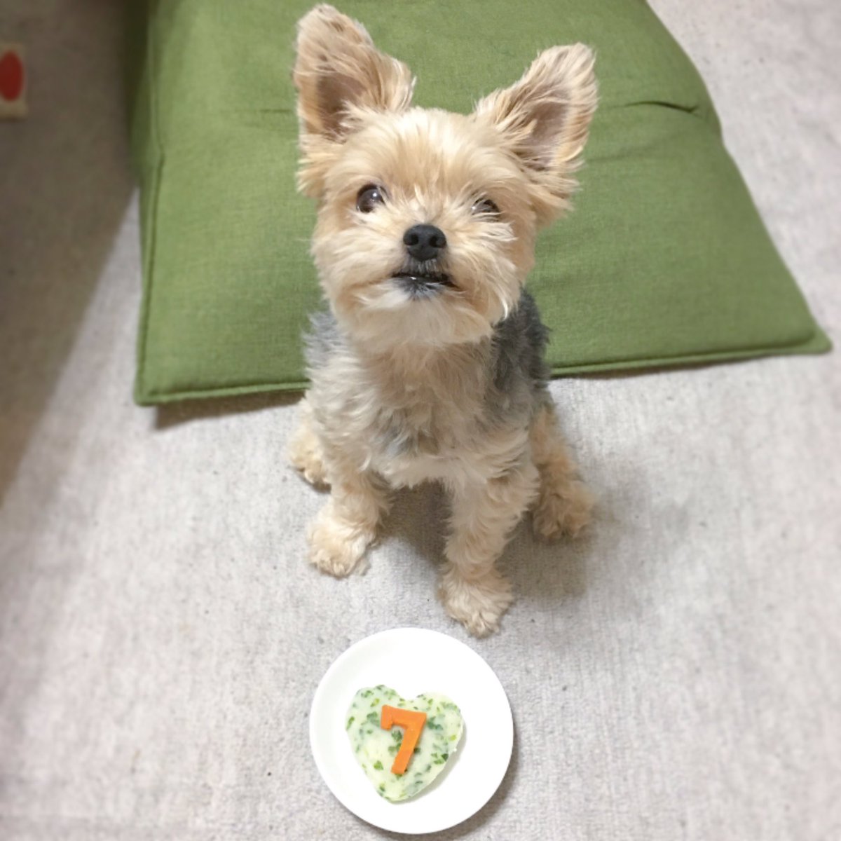 2個以上購入で送料無料 Anthony Barham 油彩 犬 ヨークシャテリア