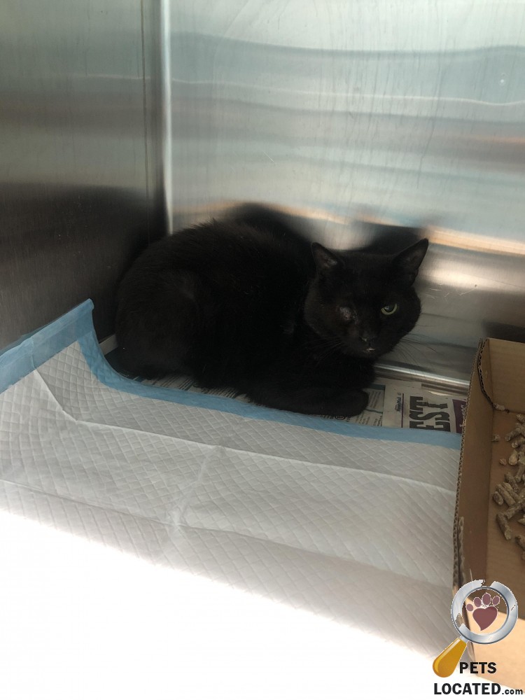 Pet Cats Die After Being Poisoned In Chippenham West Country Itv News