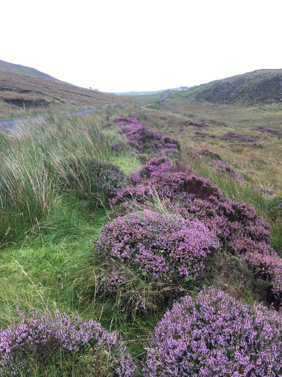 MaryKateDilger's tweet photo. Beautiful colours this morning when out for a run...
#renvyle #myhappyplace #wildatlanticway #connemara https://t.co/wPTPKqr68w