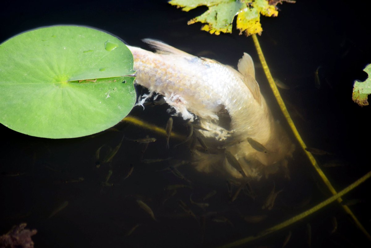 malla_monika's tweet photo. कमजोर र निरीह भएपछि सबैभन्दा पहिले हेप्ने आफन्तले नै हो।
#fish #deathfish https://t.co/uKc9x1ToqC