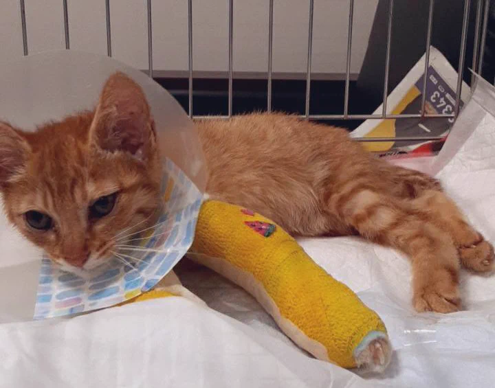 可愛い愛猫が原因不明の骨折を繰り返す・どなたか情報をお持ちの方いませんか？