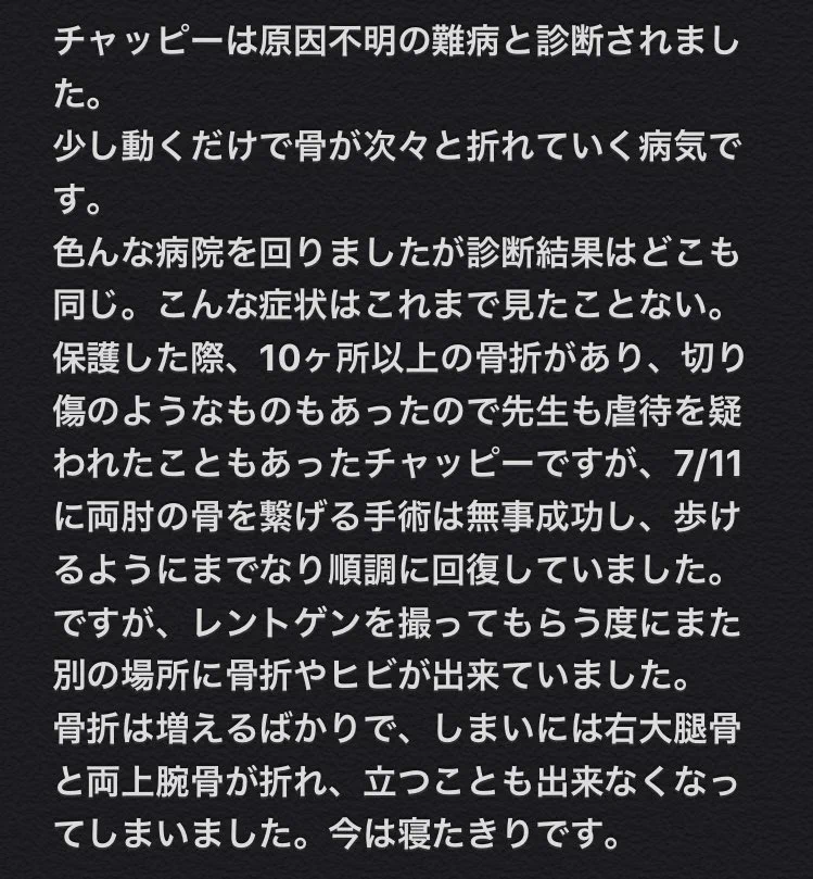 可愛い愛猫が原因不明の骨折を繰り返す・どなたか情報をお持ちの方いませんか？