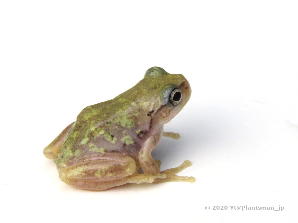 3匹特価】黒目で透明なアマガエル【激レア安心個体達】
