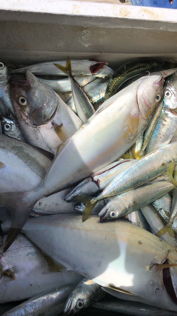 れいれい 富浦の富士屋ボート 2馬力 釣果はサバ51匹 ショゴ5匹 カマス1 サバは 26 ショゴは46センチ前後 ショゴは全部相方の釣果 私は弓角のピンクカラーが食い良く 相方はルアーでイワシカラーが良かったらしい 南房総みな得クーポン